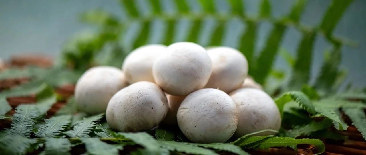 一顆白蘑菇年銷5億的“財(cái)富密碼”！江蘇裕灌9月亮相SIAL西雅展